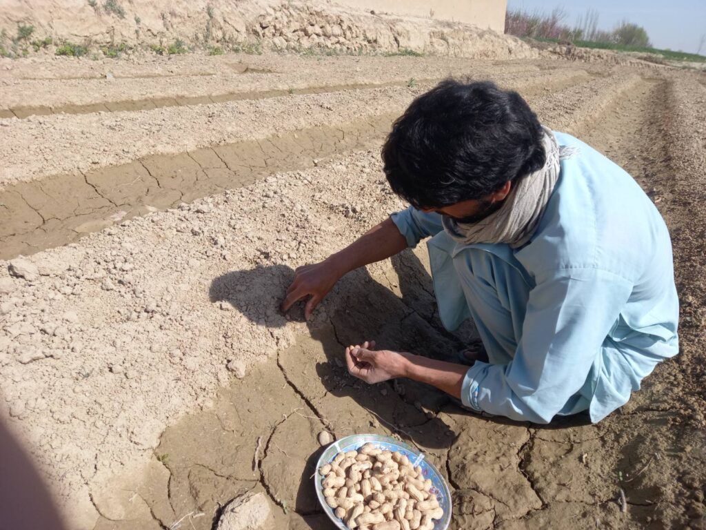 moestuinieren afghanistan